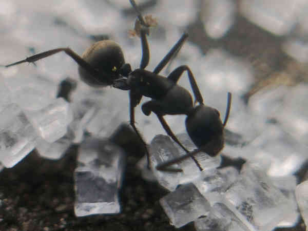 Micro reference 1