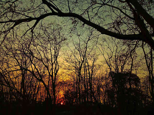 Nature Reference 2